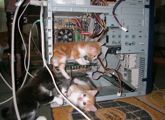 three kittens playing near an open pc