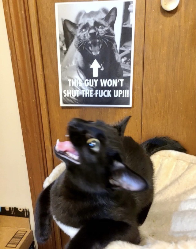 screaming cat