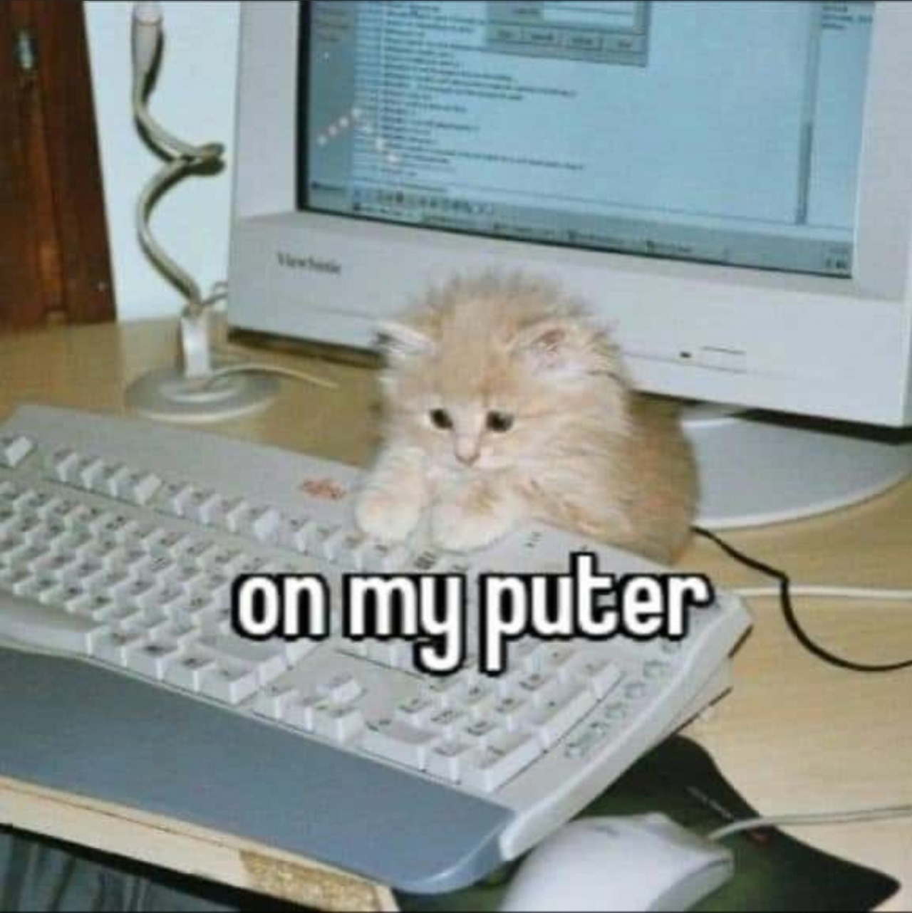 sad small cat looking at computer